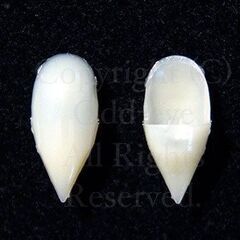 新品未使用 キバ　きば　牙　アメリカ製　使い捨て　八重歯　ドラキュラの牙　コスプレ ハロウィン衣装 クリスマス ハロウィン レディース メイド ハロウィンパーティ 仮装パーティ ハロウィン仮装パーティ 卸　業者　価格の画像