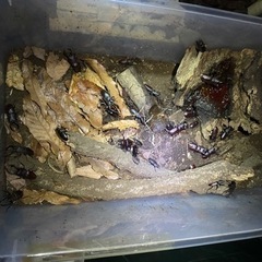 【ノコギリクワガタ⑦】