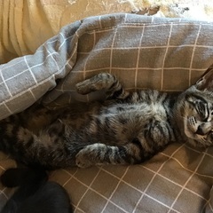 キジトラ猫ちゃんの里親を探しています、2か月になりました。