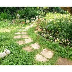 ヒメイワダレソウ（リッピア）の抜き苗の画像