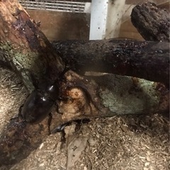 クワガタ&カブトムシ　どれでも３匹500円！の画像