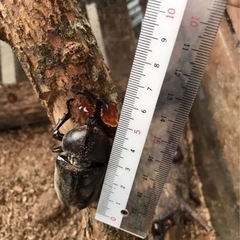 クワガタ&カブトムシ　どれでも３匹500円！の画像