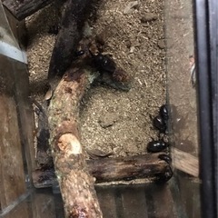 クワガタ&カブトムシ　どれでも３匹500円！の画像