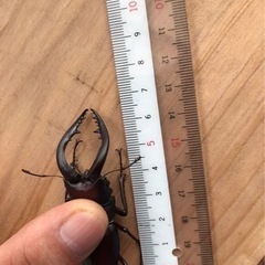 クワガタ&カブトムシ　どれでも３匹500円！の画像