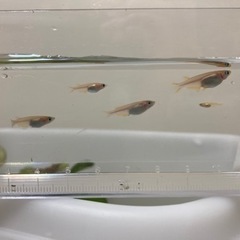メダカ雑種（ペールオレンジ系）