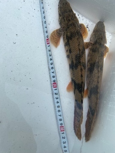 エンドリケリー　セネガル　アルビノ