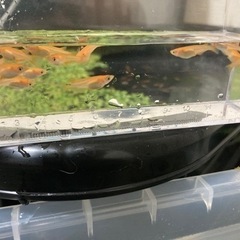 楊貴妃メダカ