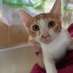 里親募集⭐︎3ヶ月半子猫ちゃん