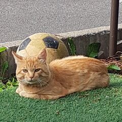 幸せにしてあげてください。野良猫の里親募集