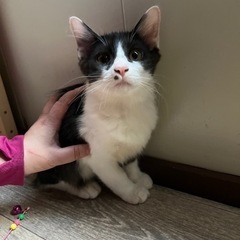 里親募集⭐︎3ヶ月半のとってもキュートな子