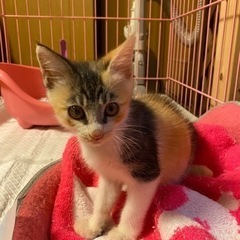 里親募集してます　子猫