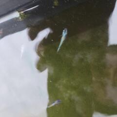 メダカくじの画像