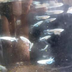 メダカくじの画像