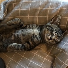 里親さん募集中、キジトラ2ヶ月の子猫です