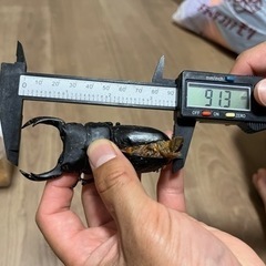 オオクワガタ　能勢YG 即ブリ可能　同居中の画像