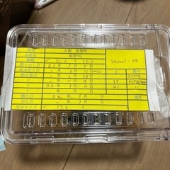 オオクワガタ　能勢YG 即ブリ可能　同居中の画像