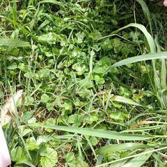 　野草🏞️探しに行きませんか - 友達