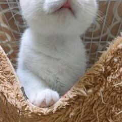 お山保護っ子しんちゃん