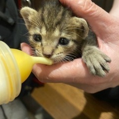子猫の里親募集