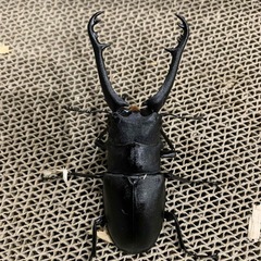 ギラファノコギリクワガタ　♂　※希望者には右後脚フ節欠けの♀付け...