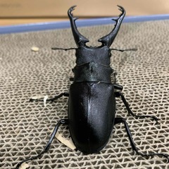 ギラファノコギリクワガタ　♂　※希望者には右後脚フ節欠けの♀付けれます。の画像