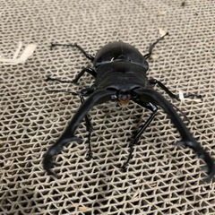 ギラファノコギリクワガタ　♂　※希望者には右後脚フ節欠けの♀付けれます。の画像