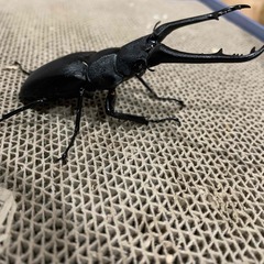 ギラファノコギリクワガタ　♂　※希望者には右後脚フ節欠けの♀付けれます。の画像