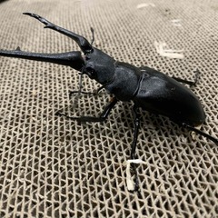 ギラファノコギリクワガタ　♂　※希望者には右後脚フ節欠けの♀付けれます。の画像