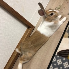 ミニウサギ   里親募集  3才  男の子  (急募)