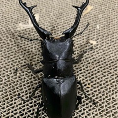 ギラファノコギリクワガタ　♂単品
