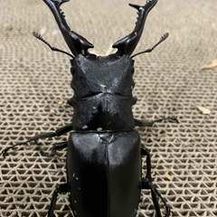 ギラファノコギリクワガタ　♂単品の画像