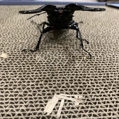 ギラファノコギリクワガタ　♂単品の画像