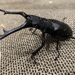 ギラファノコギリクワガタ　♂単品の画像