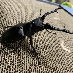 ギラファノコギリクワガタ　♂単品の画像