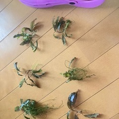 水草