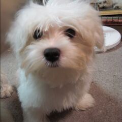 マルチーズの仔犬(♀)差し上げます。