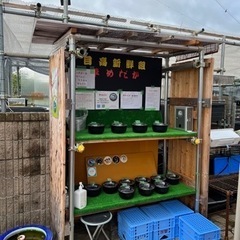 8月5日メダカ販売