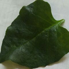 ＜郵送可＞スーパー野菜！　ﾂﾙﾑﾗｻｷ科 オカワカメのムカゴ(別...