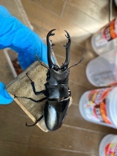 ギラファノコギリクワガタ(フローレス島)