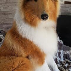 犬友募集 − 青森県