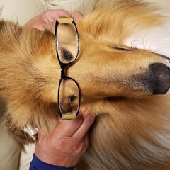 犬友募集 - メンバー募集