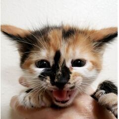 子猫の里親さん募集