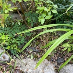 久慈市　8月8日　1日限定　草取り　の画像