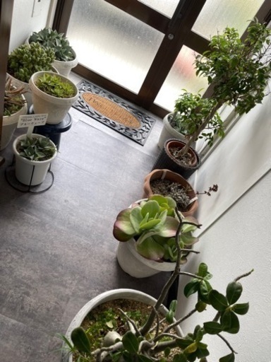 【受渡完了】多肉植物　多数　1鉢