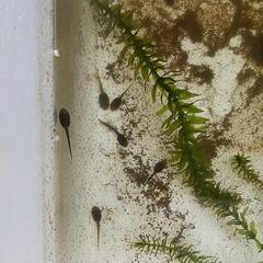 天然採取個体、モリアオガエルおたまじゃくし15匹セットの画像