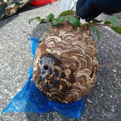 埼玉　群馬　千葉　東京都　蜂駆除　巣の撤去 - 害虫/害獣駆除