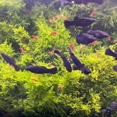 土日手渡し　レッドチェリーシュリンプ、烈火シュリンプ、ブラックモーリーの画像