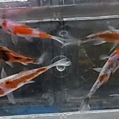 各種金魚　取り払い「越後玉さば」ピンポンパール　他、