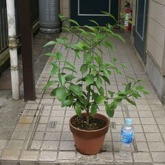 国産レモン苗木 3年生 2021年秋植替え品 取りに来ていただけ...