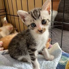 生後１ケ月半の子猫(7月3日生まれ)です